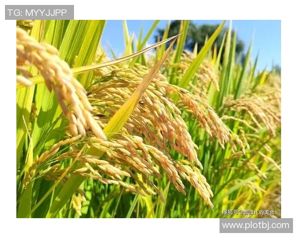 五谷丰登：探寻五种主要农作物对农业可持续发展的影响与未来展望